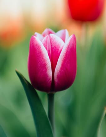 Cindy Marie Anderson  (Clausen) Obituary