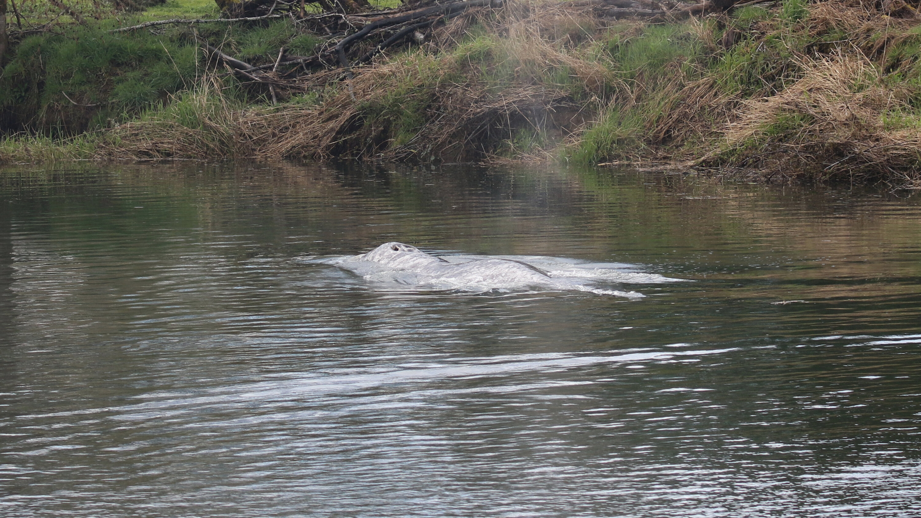 Whale That Swam 20 Miles Up Washington River Is Found Dead