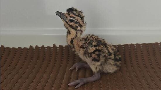 Rajasthan: 3 Great Indian Bustards born naturally; experts cite reduced stress