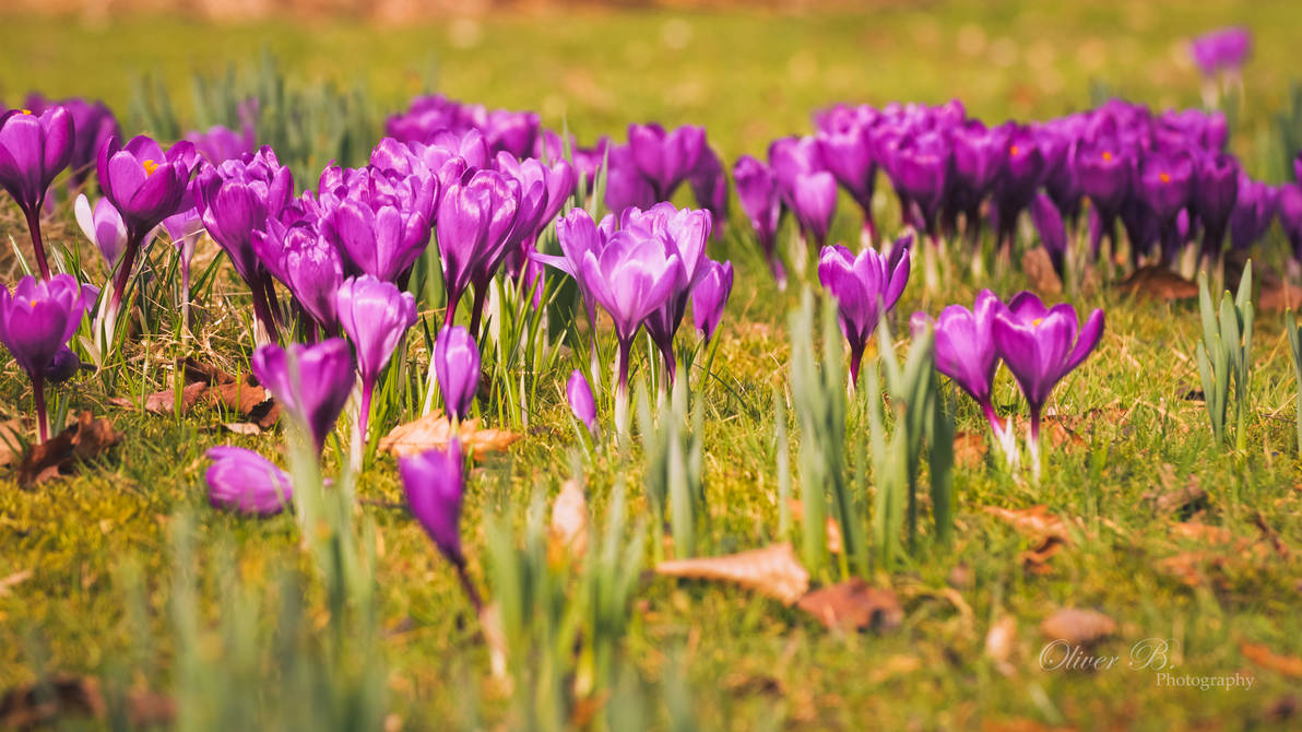 Wallpaper Wednesday - Nourishment For The Soul by OliverBPhotography on DeviantArt