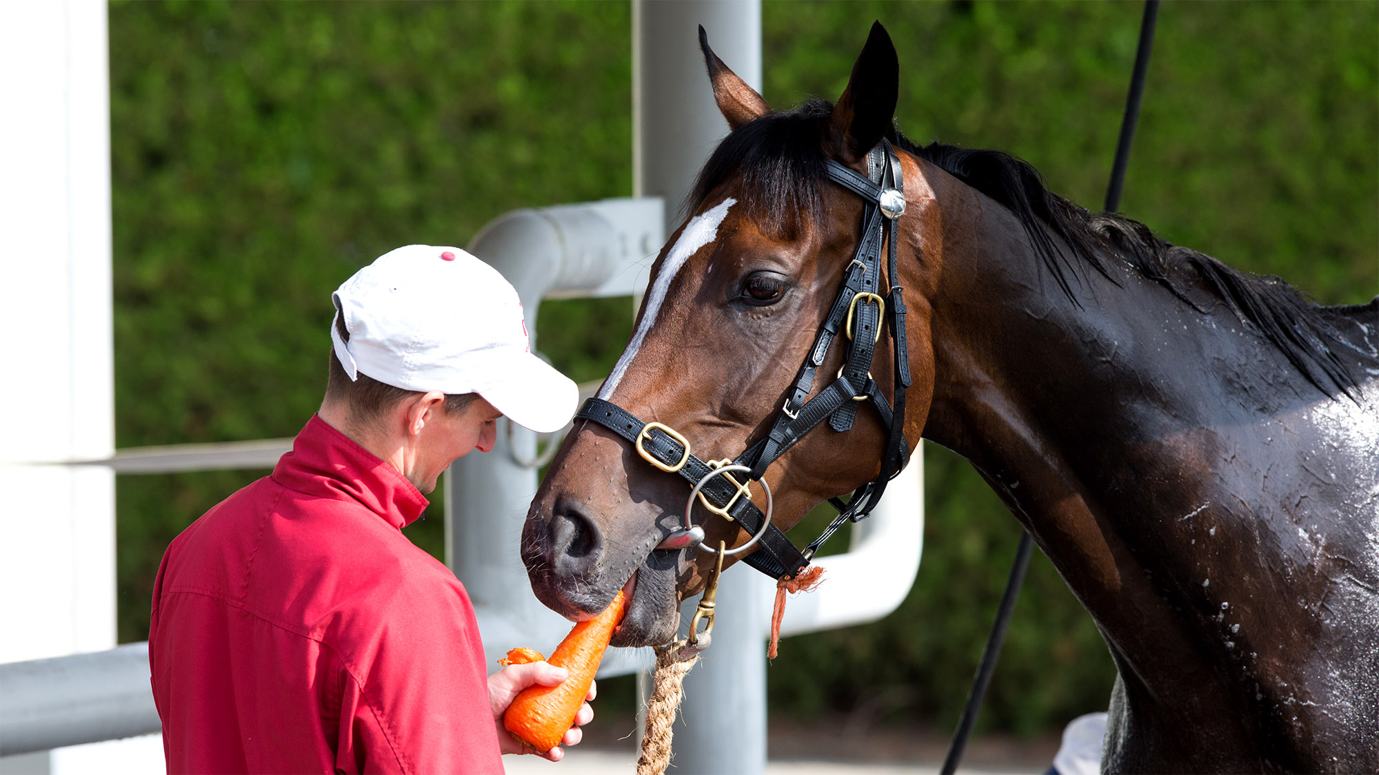 Racehorse Receives Carrot Every Time He Wins $2 Million For Owner
