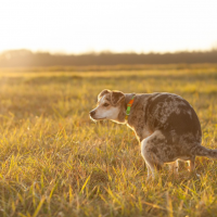 southwestanimal