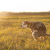 southwestanimal